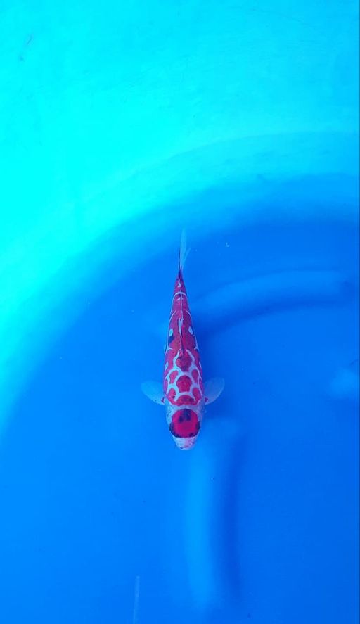 Lelang Koi Online, Jual Beli Ikan Koi, Pusat Jual Beli Koi, Info Lelang Koi Hari Ini, Platform Jual Beli Koi, Jual Beli Ikan Koi Online, Marketplace Ikan Koi, Jual Koi Terbaik, Tempat Beli Koi Berkualitas, Pasar Ikan Koi Online Terpercaya, Penjual Ikan Koi Terpercaya, Beli Koi Hias Online, Ikan Koi untuk Dijual, Koi Kualitas Terbaik, Toko Online Ikan Koi, Koi Hias Untuk Dijual, Jual Beli Ikan Koi Lokal, Koi Indonesia Online, Pusat Jual Beli Koi Terbesar