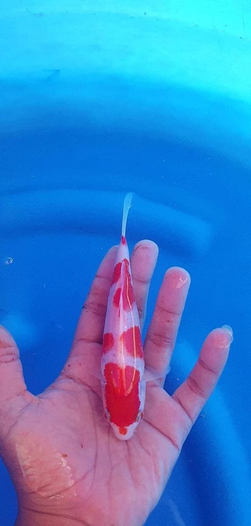 Lelang Koi Online, Jual Beli Ikan Koi, Pusat Jual Beli Koi, Info Lelang Koi Hari Ini, Platform Jual Beli Koi, Jual Beli Ikan Koi Online, Marketplace Ikan Koi, Jual Koi Terbaik, Tempat Beli Koi Berkualitas, Pasar Ikan Koi Online Terpercaya, Penjual Ikan Koi Terpercaya, Beli Koi Hias Online, Ikan Koi untuk Dijual, Koi Kualitas Terbaik, Toko Online Ikan Koi, Koi Hias Untuk Dijual, Jual Beli Ikan Koi Lokal, Koi Indonesia Online, Pusat Jual Beli Koi Terbesar
