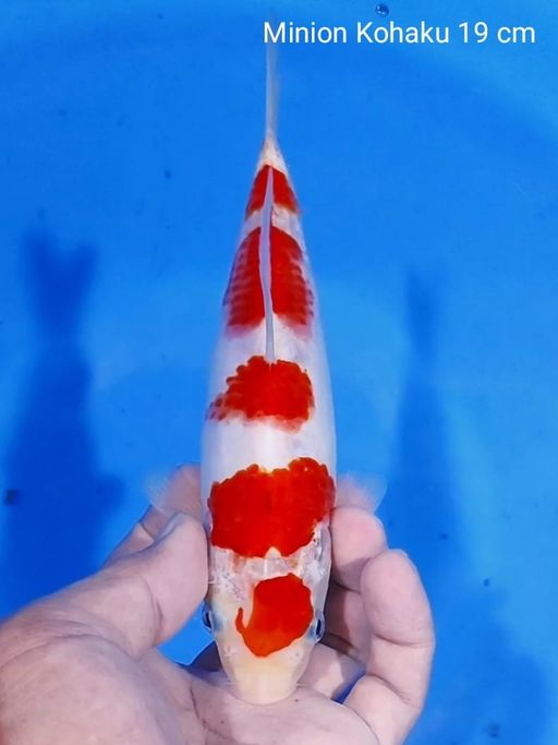 Lelang Koi Online, Jual Beli Ikan Koi, Pusat Jual Beli Koi, Info Lelang Koi Hari Ini, Platform Jual Beli Koi, Jual Beli Ikan Koi Online, Marketplace Ikan Koi, Jual Koi Terbaik, Tempat Beli Koi Berkualitas, Pasar Ikan Koi Online Terpercaya, Penjual Ikan Koi Terpercaya, Beli Koi Hias Online, Ikan Koi untuk Dijual, Koi Kualitas Terbaik, Toko Online Ikan Koi, Koi Hias Untuk Dijual, Jual Beli Ikan Koi Lokal, Koi Indonesia Online, Pusat Jual Beli Koi Terbesar