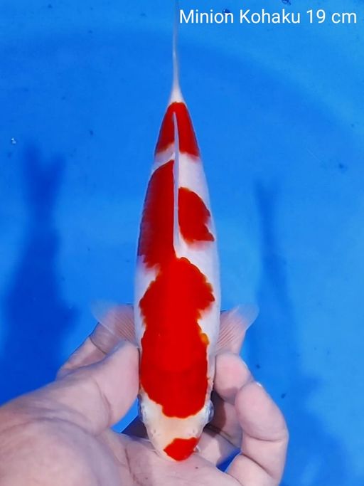 Lelang Koi Online, Jual Beli Ikan Koi, Pusat Jual Beli Koi, Info Lelang Koi Hari Ini, Platform Jual Beli Koi, Jual Beli Ikan Koi Online, Marketplace Ikan Koi, Jual Koi Terbaik, Tempat Beli Koi Berkualitas, Pasar Ikan Koi Online Terpercaya, Penjual Ikan Koi Terpercaya, Beli Koi Hias Online, Ikan Koi untuk Dijual, Koi Kualitas Terbaik, Toko Online Ikan Koi, Koi Hias Untuk Dijual, Jual Beli Ikan Koi Lokal, Koi Indonesia Online, Pusat Jual Beli Koi Terbesar