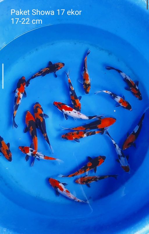 Lelang Koi Online, Jual Beli Ikan Koi, Pusat Jual Beli Koi, Info Lelang Koi Hari Ini, Platform Jual Beli Koi, Jual Beli Ikan Koi Online, Marketplace Ikan Koi, Jual Koi Terbaik, Tempat Beli Koi Berkualitas, Pasar Ikan Koi Online Terpercaya, Penjual Ikan Koi Terpercaya, Beli Koi Hias Online, Ikan Koi untuk Dijual, Koi Kualitas Terbaik, Toko Online Ikan Koi, Koi Hias Untuk Dijual, Jual Beli Ikan Koi Lokal, Koi Indonesia Online, Pusat Jual Beli Koi Terbesar