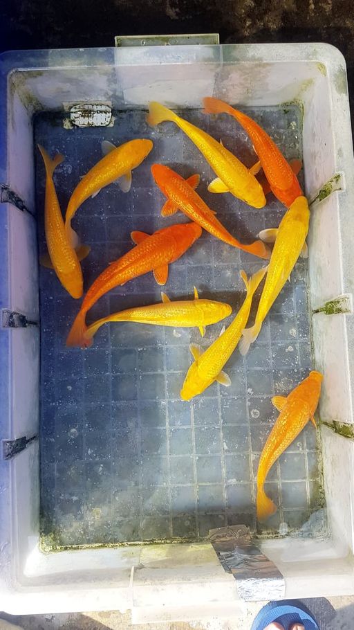 Lelang Koi Online, Jual Beli Ikan Koi, Pusat Jual Beli Koi, Info Lelang Koi Hari Ini, Platform Jual Beli Koi, Jual Beli Ikan Koi Online, Marketplace Ikan Koi, Jual Koi Terbaik, Tempat Beli Koi Berkualitas, Pasar Ikan Koi Online Terpercaya, Penjual Ikan Koi Terpercaya, Beli Koi Hias Online, Ikan Koi untuk Dijual, Koi Kualitas Terbaik, Toko Online Ikan Koi, Koi Hias Untuk Dijual, Jual Beli Ikan Koi Lokal, Koi Indonesia Online, Pusat Jual Beli Koi Terbesar