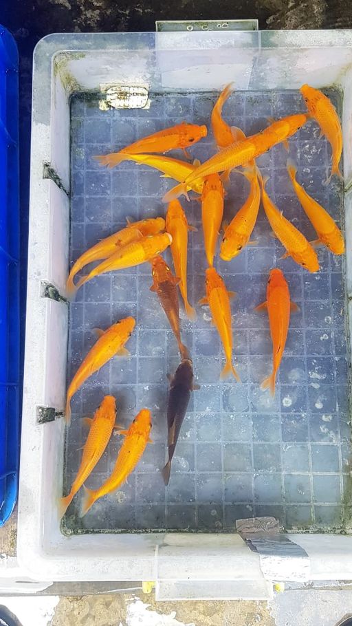 Lelang Koi Online, Jual Beli Ikan Koi, Pusat Jual Beli Koi, Info Lelang Koi Hari Ini, Platform Jual Beli Koi, Jual Beli Ikan Koi Online, Marketplace Ikan Koi, Jual Koi Terbaik, Tempat Beli Koi Berkualitas, Pasar Ikan Koi Online Terpercaya, Penjual Ikan Koi Terpercaya, Beli Koi Hias Online, Ikan Koi untuk Dijual, Koi Kualitas Terbaik, Toko Online Ikan Koi, Koi Hias Untuk Dijual, Jual Beli Ikan Koi Lokal, Koi Indonesia Online, Pusat Jual Beli Koi Terbesar