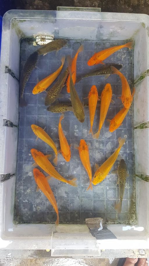 Lelang Koi Online, Jual Beli Ikan Koi, Pusat Jual Beli Koi, Info Lelang Koi Hari Ini, Platform Jual Beli Koi, Jual Beli Ikan Koi Online, Marketplace Ikan Koi, Jual Koi Terbaik, Tempat Beli Koi Berkualitas, Pasar Ikan Koi Online Terpercaya, Penjual Ikan Koi Terpercaya, Beli Koi Hias Online, Ikan Koi untuk Dijual, Koi Kualitas Terbaik, Toko Online Ikan Koi, Koi Hias Untuk Dijual, Jual Beli Ikan Koi Lokal, Koi Indonesia Online, Pusat Jual Beli Koi Terbesar