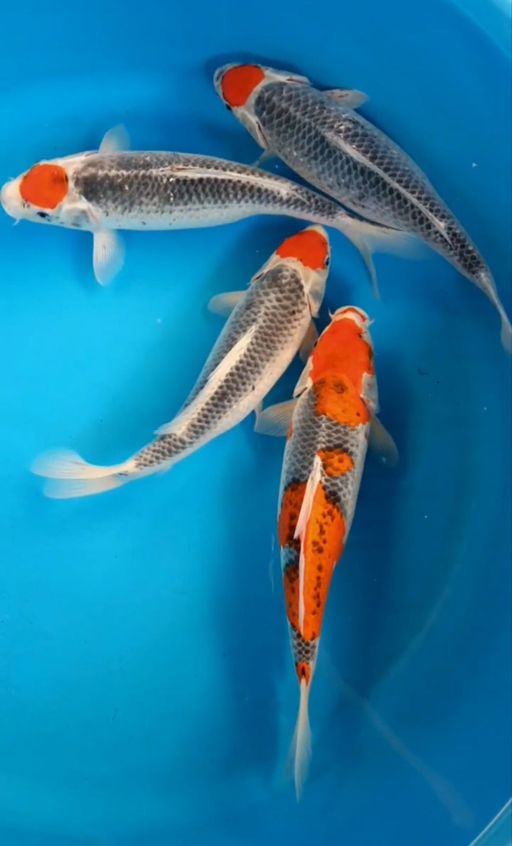 Lelang Koi Online, Jual Beli Ikan Koi, Pusat Jual Beli Koi, Info Lelang Koi Hari Ini, Platform Jual Beli Koi, Jual Beli Ikan Koi Online, Marketplace Ikan Koi, Jual Koi Terbaik, Tempat Beli Koi Berkualitas, Pasar Ikan Koi Online Terpercaya, Penjual Ikan Koi Terpercaya, Beli Koi Hias Online, Ikan Koi untuk Dijual, Koi Kualitas Terbaik, Toko Online Ikan Koi, Koi Hias Untuk Dijual, Jual Beli Ikan Koi Lokal, Koi Indonesia Online, Pusat Jual Beli Koi Terbesar