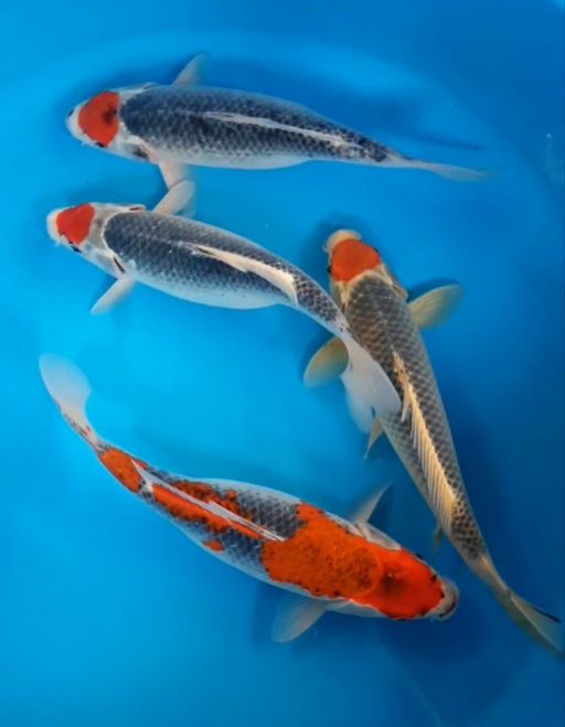 Lelang Koi Online, Jual Beli Ikan Koi, Pusat Jual Beli Koi, Info Lelang Koi Hari Ini, Platform Jual Beli Koi, Jual Beli Ikan Koi Online, Marketplace Ikan Koi, Jual Koi Terbaik, Tempat Beli Koi Berkualitas, Pasar Ikan Koi Online Terpercaya, Penjual Ikan Koi Terpercaya, Beli Koi Hias Online, Ikan Koi untuk Dijual, Koi Kualitas Terbaik, Toko Online Ikan Koi, Koi Hias Untuk Dijual, Jual Beli Ikan Koi Lokal, Koi Indonesia Online, Pusat Jual Beli Koi Terbesar