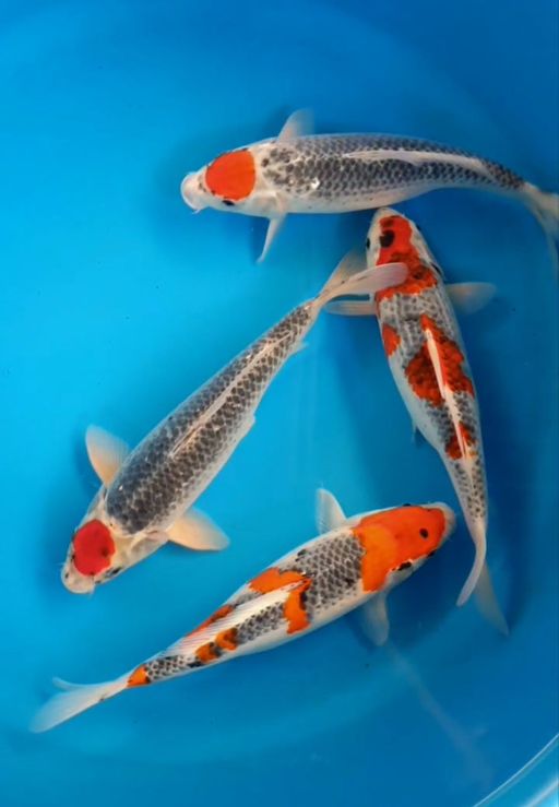 Lelang Koi Online, Jual Beli Ikan Koi, Pusat Jual Beli Koi, Info Lelang Koi Hari Ini, Platform Jual Beli Koi, Jual Beli Ikan Koi Online, Marketplace Ikan Koi, Jual Koi Terbaik, Tempat Beli Koi Berkualitas, Pasar Ikan Koi Online Terpercaya, Penjual Ikan Koi Terpercaya, Beli Koi Hias Online, Ikan Koi untuk Dijual, Koi Kualitas Terbaik, Toko Online Ikan Koi, Koi Hias Untuk Dijual, Jual Beli Ikan Koi Lokal, Koi Indonesia Online, Pusat Jual Beli Koi Terbesar