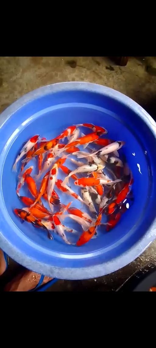 Lelang Koi Online, Jual Beli Ikan Koi, Pusat Jual Beli Koi, Info Lelang Koi Hari Ini, Platform Jual Beli Koi, Jual Beli Ikan Koi Online, Marketplace Ikan Koi, Jual Koi Terbaik, Tempat Beli Koi Berkualitas, Pasar Ikan Koi Online Terpercaya, Penjual Ikan Koi Terpercaya, Beli Koi Hias Online, Ikan Koi untuk Dijual, Koi Kualitas Terbaik, Toko Online Ikan Koi, Koi Hias Untuk Dijual, Jual Beli Ikan Koi Lokal, Koi Indonesia Online, Pusat Jual Beli Koi Terbesar
