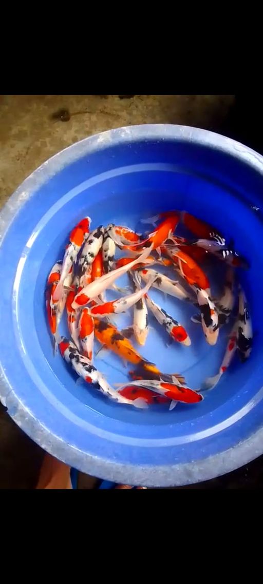 Lelang Koi Online, Jual Beli Ikan Koi, Pusat Jual Beli Koi, Info Lelang Koi Hari Ini, Platform Jual Beli Koi, Jual Beli Ikan Koi Online, Marketplace Ikan Koi, Jual Koi Terbaik, Tempat Beli Koi Berkualitas, Pasar Ikan Koi Online Terpercaya, Penjual Ikan Koi Terpercaya, Beli Koi Hias Online, Ikan Koi untuk Dijual, Koi Kualitas Terbaik, Toko Online Ikan Koi, Koi Hias Untuk Dijual, Jual Beli Ikan Koi Lokal, Koi Indonesia Online, Pusat Jual Beli Koi Terbesar