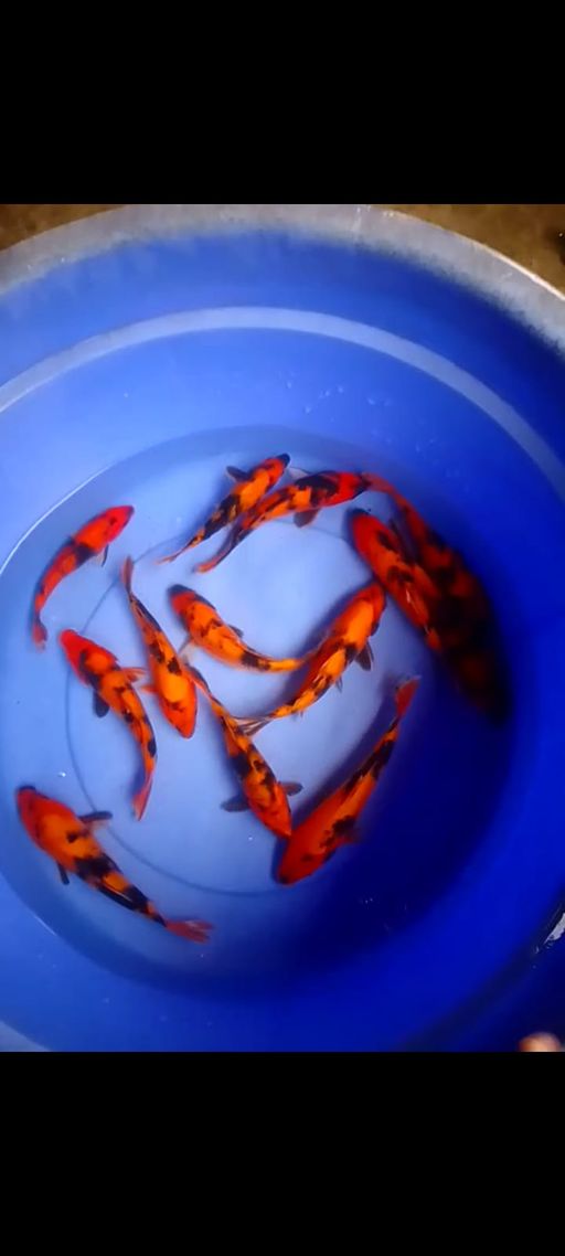 Lelang Koi Online, Jual Beli Ikan Koi, Pusat Jual Beli Koi, Info Lelang Koi Hari Ini, Platform Jual Beli Koi, Jual Beli Ikan Koi Online, Marketplace Ikan Koi, Jual Koi Terbaik, Tempat Beli Koi Berkualitas, Pasar Ikan Koi Online Terpercaya, Penjual Ikan Koi Terpercaya, Beli Koi Hias Online, Ikan Koi untuk Dijual, Koi Kualitas Terbaik, Toko Online Ikan Koi, Koi Hias Untuk Dijual, Jual Beli Ikan Koi Lokal, Koi Indonesia Online, Pusat Jual Beli Koi Terbesar