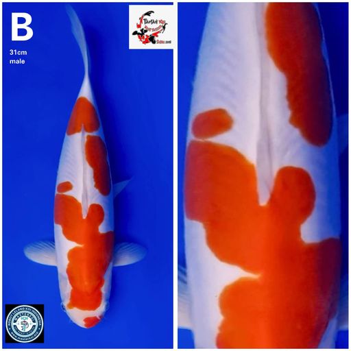 Lelang Koi Online, Jual Beli Ikan Koi, Pusat Jual Beli Koi, Info Lelang Koi Hari Ini, Platform Jual Beli Koi, Jual Beli Ikan Koi Online, Marketplace Ikan Koi, Jual Koi Terbaik, Tempat Beli Koi Berkualitas, Pasar Ikan Koi Online Terpercaya, Penjual Ikan Koi Terpercaya, Beli Koi Hias Online, Ikan Koi untuk Dijual, Koi Kualitas Terbaik, Toko Online Ikan Koi, Koi Hias Untuk Dijual, Jual Beli Ikan Koi Lokal, Koi Indonesia Online, Pusat Jual Beli Koi Terbesar