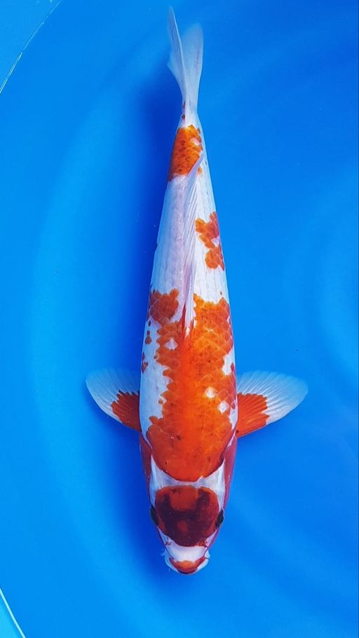 Lelang Koi Online, Jual Beli Ikan Koi, Pusat Jual Beli Koi, Info Lelang Koi Hari Ini, Platform Jual Beli Koi, Jual Beli Ikan Koi Online, Marketplace Ikan Koi, Jual Koi Terbaik, Tempat Beli Koi Berkualitas, Pasar Ikan Koi Online Terpercaya, Penjual Ikan Koi Terpercaya, Beli Koi Hias Online, Ikan Koi untuk Dijual, Koi Kualitas Terbaik, Toko Online Ikan Koi, Koi Hias Untuk Dijual, Jual Beli Ikan Koi Lokal, Koi Indonesia Online, Pusat Jual Beli Koi Terbesar