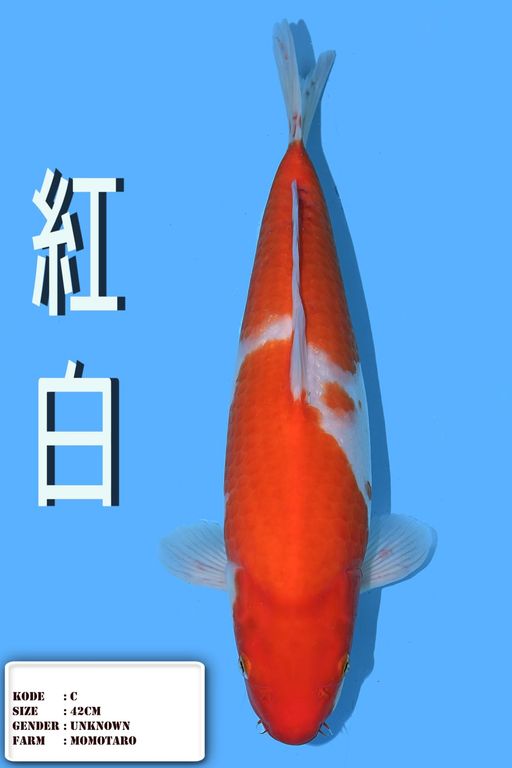 Lelang Koi Online, Jual Beli Ikan Koi, Pusat Jual Beli Koi, Info Lelang Koi Hari Ini, Platform Jual Beli Koi, Jual Beli Ikan Koi Online, Marketplace Ikan Koi, Jual Koi Terbaik, Tempat Beli Koi Berkualitas, Pasar Ikan Koi Online Terpercaya, Penjual Ikan Koi Terpercaya, Beli Koi Hias Online, Ikan Koi untuk Dijual, Koi Kualitas Terbaik, Toko Online Ikan Koi, Koi Hias Untuk Dijual, Jual Beli Ikan Koi Lokal, Koi Indonesia Online, Pusat Jual Beli Koi Terbesar