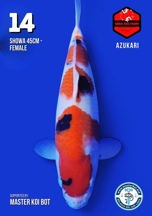 Lelang Koi Online, Jual Beli Ikan Koi, Pusat Jual Beli Koi, Info Lelang Koi Hari Ini, Platform Jual Beli Koi, Jual Beli Ikan Koi Online, Marketplace Ikan Koi, Jual Koi Terbaik, Tempat Beli Koi Berkualitas, Pasar Ikan Koi Online Terpercaya, Penjual Ikan Koi Terpercaya, Beli Koi Hias Online, Ikan Koi untuk Dijual, Koi Kualitas Terbaik, Toko Online Ikan Koi, Koi Hias Untuk Dijual, Jual Beli Ikan Koi Lokal, Koi Indonesia Online, Pusat Jual Beli Koi Terbesar