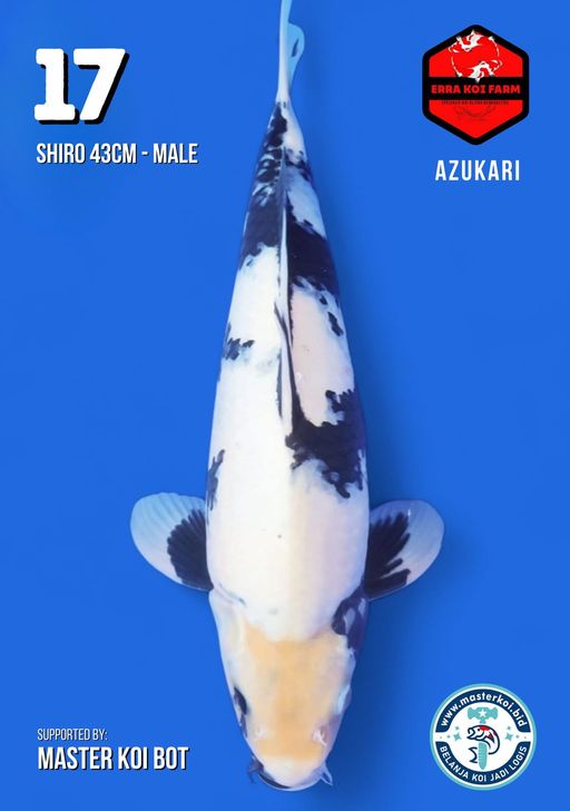 Lelang Koi Online, Jual Beli Ikan Koi, Pusat Jual Beli Koi, Info Lelang Koi Hari Ini, Platform Jual Beli Koi, Jual Beli Ikan Koi Online, Marketplace Ikan Koi, Jual Koi Terbaik, Tempat Beli Koi Berkualitas, Pasar Ikan Koi Online Terpercaya, Penjual Ikan Koi Terpercaya, Beli Koi Hias Online, Ikan Koi untuk Dijual, Koi Kualitas Terbaik, Toko Online Ikan Koi, Koi Hias Untuk Dijual, Jual Beli Ikan Koi Lokal, Koi Indonesia Online, Pusat Jual Beli Koi Terbesar