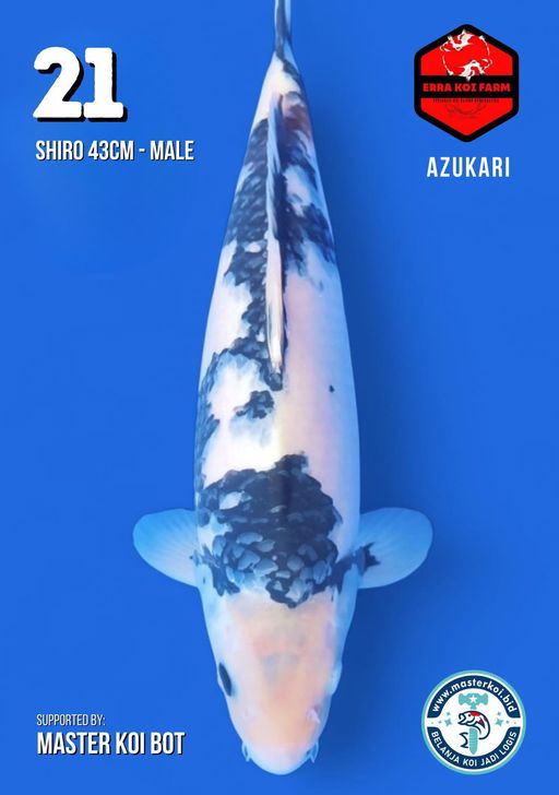 Lelang Koi Online, Jual Beli Ikan Koi, Pusat Jual Beli Koi, Info Lelang Koi Hari Ini, Platform Jual Beli Koi, Jual Beli Ikan Koi Online, Marketplace Ikan Koi, Jual Koi Terbaik, Tempat Beli Koi Berkualitas, Pasar Ikan Koi Online Terpercaya, Penjual Ikan Koi Terpercaya, Beli Koi Hias Online, Ikan Koi untuk Dijual, Koi Kualitas Terbaik, Toko Online Ikan Koi, Koi Hias Untuk Dijual, Jual Beli Ikan Koi Lokal, Koi Indonesia Online, Pusat Jual Beli Koi Terbesar