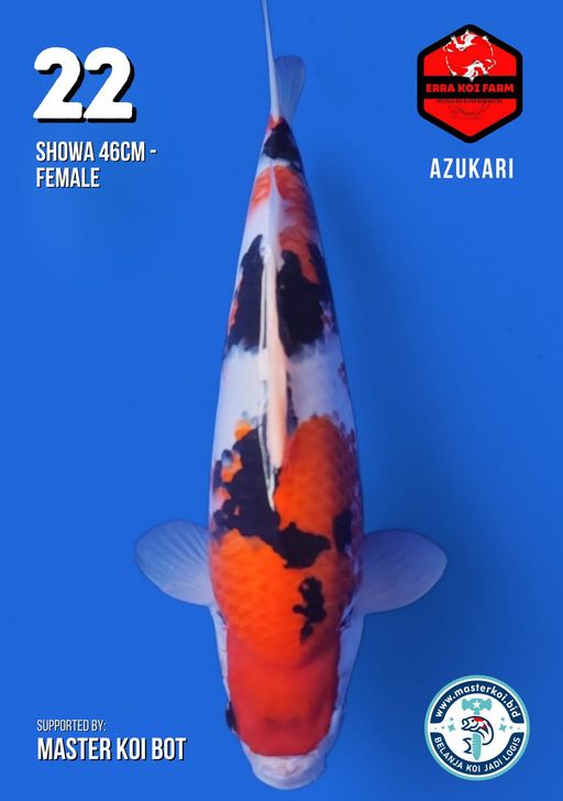 Lelang Koi Online, Jual Beli Ikan Koi, Pusat Jual Beli Koi, Info Lelang Koi Hari Ini, Platform Jual Beli Koi, Jual Beli Ikan Koi Online, Marketplace Ikan Koi, Jual Koi Terbaik, Tempat Beli Koi Berkualitas, Pasar Ikan Koi Online Terpercaya, Penjual Ikan Koi Terpercaya, Beli Koi Hias Online, Ikan Koi untuk Dijual, Koi Kualitas Terbaik, Toko Online Ikan Koi, Koi Hias Untuk Dijual, Jual Beli Ikan Koi Lokal, Koi Indonesia Online, Pusat Jual Beli Koi Terbesar