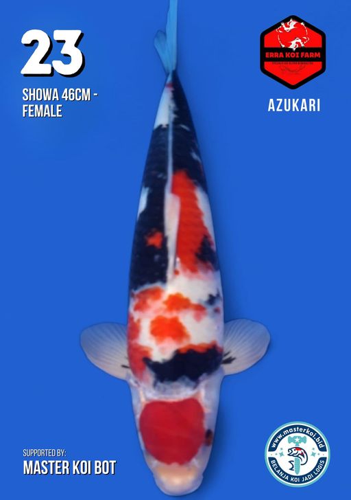 Lelang Koi Online, Jual Beli Ikan Koi, Pusat Jual Beli Koi, Info Lelang Koi Hari Ini, Platform Jual Beli Koi, Jual Beli Ikan Koi Online, Marketplace Ikan Koi, Jual Koi Terbaik, Tempat Beli Koi Berkualitas, Pasar Ikan Koi Online Terpercaya, Penjual Ikan Koi Terpercaya, Beli Koi Hias Online, Ikan Koi untuk Dijual, Koi Kualitas Terbaik, Toko Online Ikan Koi, Koi Hias Untuk Dijual, Jual Beli Ikan Koi Lokal, Koi Indonesia Online, Pusat Jual Beli Koi Terbesar