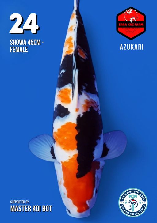 Lelang Koi Online, Jual Beli Ikan Koi, Pusat Jual Beli Koi, Info Lelang Koi Hari Ini, Platform Jual Beli Koi, Jual Beli Ikan Koi Online, Marketplace Ikan Koi, Jual Koi Terbaik, Tempat Beli Koi Berkualitas, Pasar Ikan Koi Online Terpercaya, Penjual Ikan Koi Terpercaya, Beli Koi Hias Online, Ikan Koi untuk Dijual, Koi Kualitas Terbaik, Toko Online Ikan Koi, Koi Hias Untuk Dijual, Jual Beli Ikan Koi Lokal, Koi Indonesia Online, Pusat Jual Beli Koi Terbesar