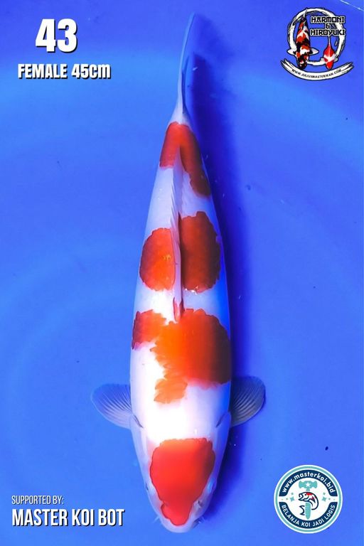 Lelang Koi Online, Jual Beli Ikan Koi, Pusat Jual Beli Koi, Info Lelang Koi Hari Ini, Platform Jual Beli Koi, Jual Beli Ikan Koi Online, Marketplace Ikan Koi, Jual Koi Terbaik, Tempat Beli Koi Berkualitas, Pasar Ikan Koi Online Terpercaya, Penjual Ikan Koi Terpercaya, Beli Koi Hias Online, Ikan Koi untuk Dijual, Koi Kualitas Terbaik, Toko Online Ikan Koi, Koi Hias Untuk Dijual, Jual Beli Ikan Koi Lokal, Koi Indonesia Online, Pusat Jual Beli Koi Terbesar