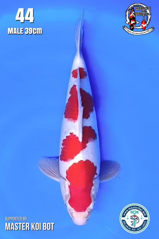 Lelang Koi Online, Jual Beli Ikan Koi, Pusat Jual Beli Koi, Info Lelang Koi Hari Ini, Platform Jual Beli Koi, Jual Beli Ikan Koi Online, Marketplace Ikan Koi, Jual Koi Terbaik, Tempat Beli Koi Berkualitas, Pasar Ikan Koi Online Terpercaya, Penjual Ikan Koi Terpercaya, Beli Koi Hias Online, Ikan Koi untuk Dijual, Koi Kualitas Terbaik, Toko Online Ikan Koi, Koi Hias Untuk Dijual, Jual Beli Ikan Koi Lokal, Koi Indonesia Online, Pusat Jual Beli Koi Terbesar