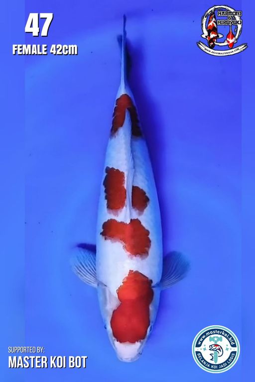 Lelang Koi Online, Jual Beli Ikan Koi, Pusat Jual Beli Koi, Info Lelang Koi Hari Ini, Platform Jual Beli Koi, Jual Beli Ikan Koi Online, Marketplace Ikan Koi, Jual Koi Terbaik, Tempat Beli Koi Berkualitas, Pasar Ikan Koi Online Terpercaya, Penjual Ikan Koi Terpercaya, Beli Koi Hias Online, Ikan Koi untuk Dijual, Koi Kualitas Terbaik, Toko Online Ikan Koi, Koi Hias Untuk Dijual, Jual Beli Ikan Koi Lokal, Koi Indonesia Online, Pusat Jual Beli Koi Terbesar