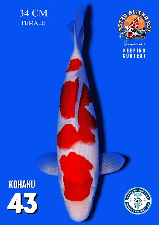 Lelang Koi Online, Jual Beli Ikan Koi, Pusat Jual Beli Koi, Info Lelang Koi Hari Ini, Platform Jual Beli Koi, Jual Beli Ikan Koi Online, Marketplace Ikan Koi, Jual Koi Terbaik, Tempat Beli Koi Berkualitas, Pasar Ikan Koi Online Terpercaya, Penjual Ikan Koi Terpercaya, Beli Koi Hias Online, Ikan Koi untuk Dijual, Koi Kualitas Terbaik, Toko Online Ikan Koi, Koi Hias Untuk Dijual, Jual Beli Ikan Koi Lokal, Koi Indonesia Online, Pusat Jual Beli Koi Terbesar