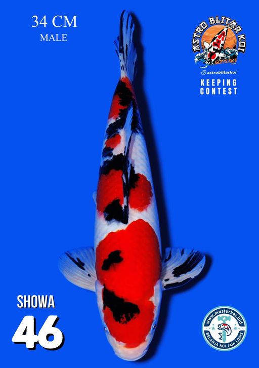 Lelang Koi Online, Jual Beli Ikan Koi, Pusat Jual Beli Koi, Info Lelang Koi Hari Ini, Platform Jual Beli Koi, Jual Beli Ikan Koi Online, Marketplace Ikan Koi, Jual Koi Terbaik, Tempat Beli Koi Berkualitas, Pasar Ikan Koi Online Terpercaya, Penjual Ikan Koi Terpercaya, Beli Koi Hias Online, Ikan Koi untuk Dijual, Koi Kualitas Terbaik, Toko Online Ikan Koi, Koi Hias Untuk Dijual, Jual Beli Ikan Koi Lokal, Koi Indonesia Online, Pusat Jual Beli Koi Terbesar