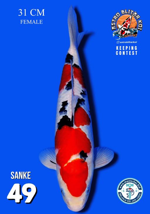 Lelang Koi Online, Jual Beli Ikan Koi, Pusat Jual Beli Koi, Info Lelang Koi Hari Ini, Platform Jual Beli Koi, Jual Beli Ikan Koi Online, Marketplace Ikan Koi, Jual Koi Terbaik, Tempat Beli Koi Berkualitas, Pasar Ikan Koi Online Terpercaya, Penjual Ikan Koi Terpercaya, Beli Koi Hias Online, Ikan Koi untuk Dijual, Koi Kualitas Terbaik, Toko Online Ikan Koi, Koi Hias Untuk Dijual, Jual Beli Ikan Koi Lokal, Koi Indonesia Online, Pusat Jual Beli Koi Terbesar