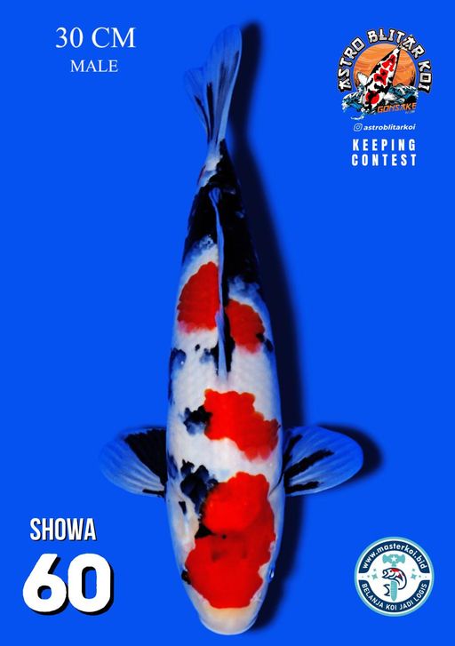 Lelang Koi Online, Jual Beli Ikan Koi, Pusat Jual Beli Koi, Info Lelang Koi Hari Ini, Platform Jual Beli Koi, Jual Beli Ikan Koi Online, Marketplace Ikan Koi, Jual Koi Terbaik, Tempat Beli Koi Berkualitas, Pasar Ikan Koi Online Terpercaya, Penjual Ikan Koi Terpercaya, Beli Koi Hias Online, Ikan Koi untuk Dijual, Koi Kualitas Terbaik, Toko Online Ikan Koi, Koi Hias Untuk Dijual, Jual Beli Ikan Koi Lokal, Koi Indonesia Online, Pusat Jual Beli Koi Terbesar