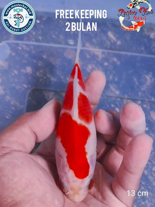 Lelang Koi Online, Jual Beli Ikan Koi, Pusat Jual Beli Koi, Info Lelang Koi Hari Ini, Platform Jual Beli Koi, Jual Beli Ikan Koi Online, Marketplace Ikan Koi, Jual Koi Terbaik, Tempat Beli Koi Berkualitas, Pasar Ikan Koi Online Terpercaya, Penjual Ikan Koi Terpercaya, Beli Koi Hias Online, Ikan Koi untuk Dijual, Koi Kualitas Terbaik, Toko Online Ikan Koi, Koi Hias Untuk Dijual, Jual Beli Ikan Koi Lokal, Koi Indonesia Online, Pusat Jual Beli Koi Terbesar