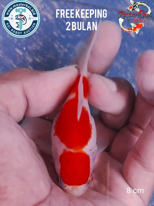 Lelang Koi Online, Jual Beli Ikan Koi, Pusat Jual Beli Koi, Info Lelang Koi Hari Ini, Platform Jual Beli Koi, Jual Beli Ikan Koi Online, Marketplace Ikan Koi, Jual Koi Terbaik, Tempat Beli Koi Berkualitas, Pasar Ikan Koi Online Terpercaya, Penjual Ikan Koi Terpercaya, Beli Koi Hias Online, Ikan Koi untuk Dijual, Koi Kualitas Terbaik, Toko Online Ikan Koi, Koi Hias Untuk Dijual, Jual Beli Ikan Koi Lokal, Koi Indonesia Online, Pusat Jual Beli Koi Terbesar