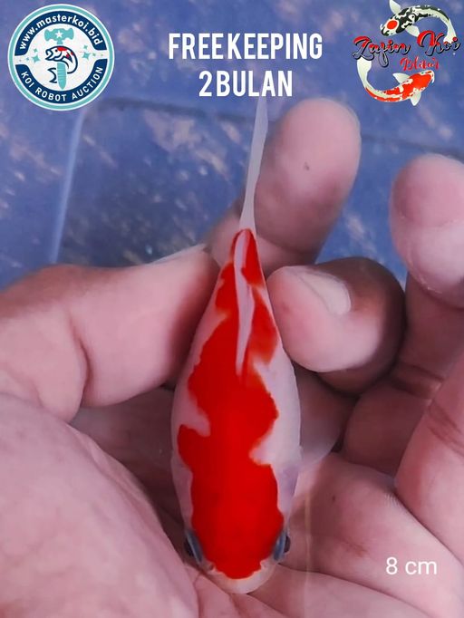 Lelang Koi Online, Jual Beli Ikan Koi, Pusat Jual Beli Koi, Info Lelang Koi Hari Ini, Platform Jual Beli Koi, Jual Beli Ikan Koi Online, Marketplace Ikan Koi, Jual Koi Terbaik, Tempat Beli Koi Berkualitas, Pasar Ikan Koi Online Terpercaya, Penjual Ikan Koi Terpercaya, Beli Koi Hias Online, Ikan Koi untuk Dijual, Koi Kualitas Terbaik, Toko Online Ikan Koi, Koi Hias Untuk Dijual, Jual Beli Ikan Koi Lokal, Koi Indonesia Online, Pusat Jual Beli Koi Terbesar