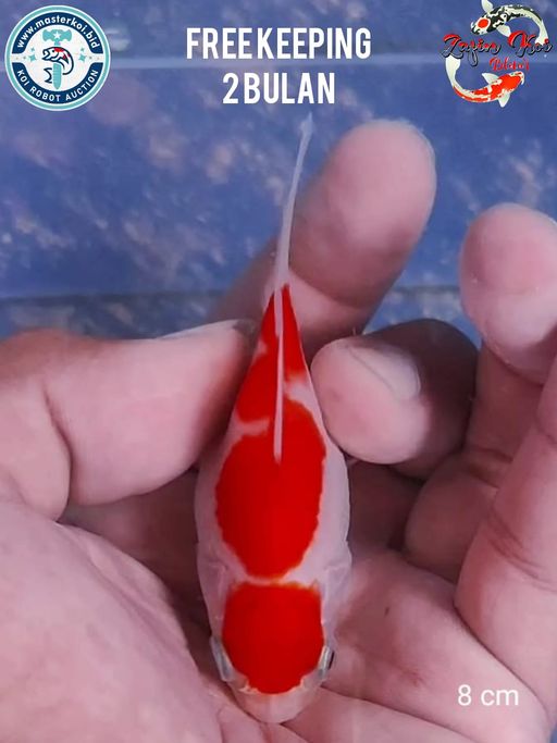 Lelang Koi Online, Jual Beli Ikan Koi, Pusat Jual Beli Koi, Info Lelang Koi Hari Ini, Platform Jual Beli Koi, Jual Beli Ikan Koi Online, Marketplace Ikan Koi, Jual Koi Terbaik, Tempat Beli Koi Berkualitas, Pasar Ikan Koi Online Terpercaya, Penjual Ikan Koi Terpercaya, Beli Koi Hias Online, Ikan Koi untuk Dijual, Koi Kualitas Terbaik, Toko Online Ikan Koi, Koi Hias Untuk Dijual, Jual Beli Ikan Koi Lokal, Koi Indonesia Online, Pusat Jual Beli Koi Terbesar