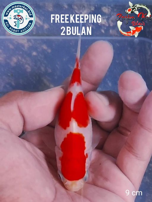Lelang Koi Online, Jual Beli Ikan Koi, Pusat Jual Beli Koi, Info Lelang Koi Hari Ini, Platform Jual Beli Koi, Jual Beli Ikan Koi Online, Marketplace Ikan Koi, Jual Koi Terbaik, Tempat Beli Koi Berkualitas, Pasar Ikan Koi Online Terpercaya, Penjual Ikan Koi Terpercaya, Beli Koi Hias Online, Ikan Koi untuk Dijual, Koi Kualitas Terbaik, Toko Online Ikan Koi, Koi Hias Untuk Dijual, Jual Beli Ikan Koi Lokal, Koi Indonesia Online, Pusat Jual Beli Koi Terbesar