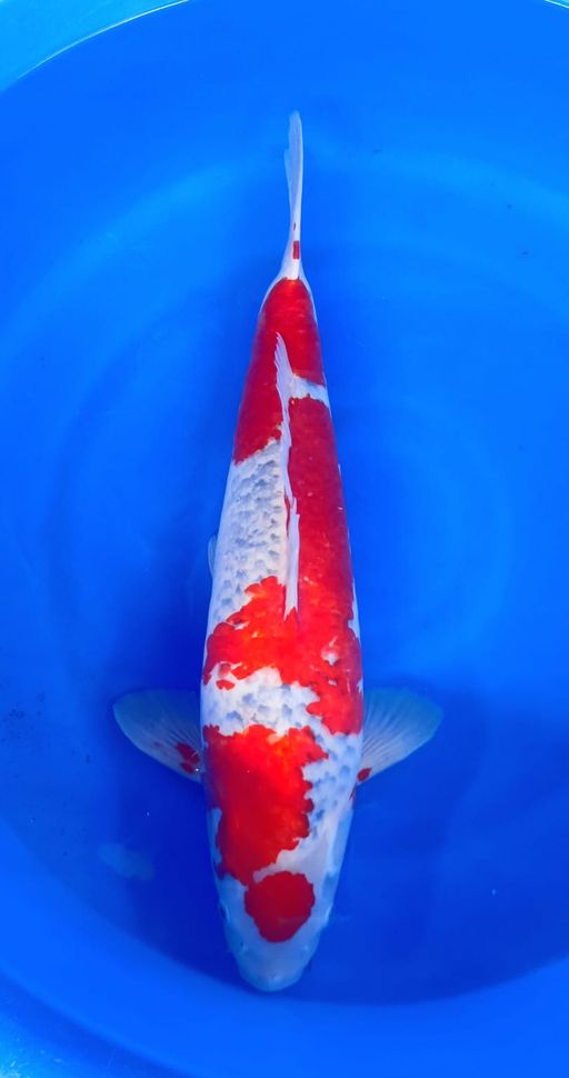 Lelang Koi Online, Jual Beli Ikan Koi, Pusat Jual Beli Koi, Info Lelang Koi Hari Ini, Platform Jual Beli Koi, Jual Beli Ikan Koi Online, Marketplace Ikan Koi, Jual Koi Terbaik, Tempat Beli Koi Berkualitas, Pasar Ikan Koi Online Terpercaya, Penjual Ikan Koi Terpercaya, Beli Koi Hias Online, Ikan Koi untuk Dijual, Koi Kualitas Terbaik, Toko Online Ikan Koi, Koi Hias Untuk Dijual, Jual Beli Ikan Koi Lokal, Koi Indonesia Online, Pusat Jual Beli Koi Terbesar