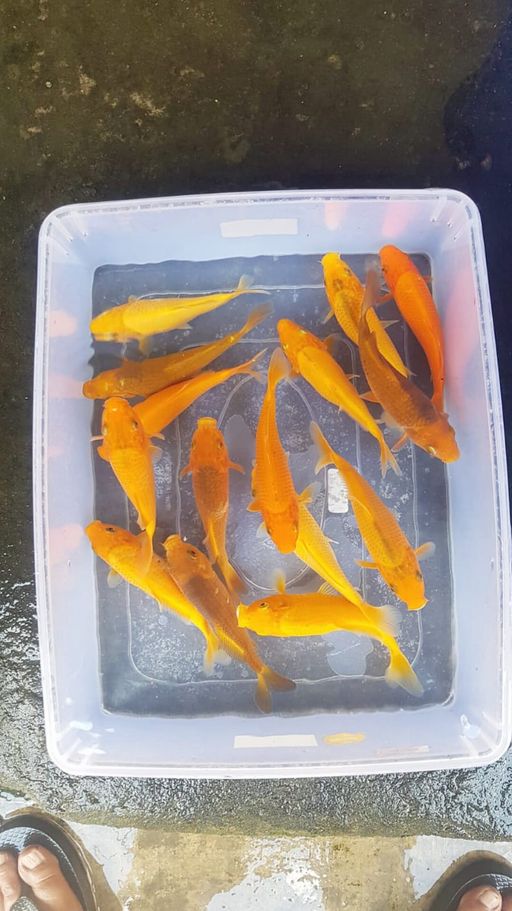 Lelang Koi Online, Jual Beli Ikan Koi, Pusat Jual Beli Koi, Info Lelang Koi Hari Ini, Platform Jual Beli Koi, Jual Beli Ikan Koi Online, Marketplace Ikan Koi, Jual Koi Terbaik, Tempat Beli Koi Berkualitas, Pasar Ikan Koi Online Terpercaya, Penjual Ikan Koi Terpercaya, Beli Koi Hias Online, Ikan Koi untuk Dijual, Koi Kualitas Terbaik, Toko Online Ikan Koi, Koi Hias Untuk Dijual, Jual Beli Ikan Koi Lokal, Koi Indonesia Online, Pusat Jual Beli Koi Terbesar