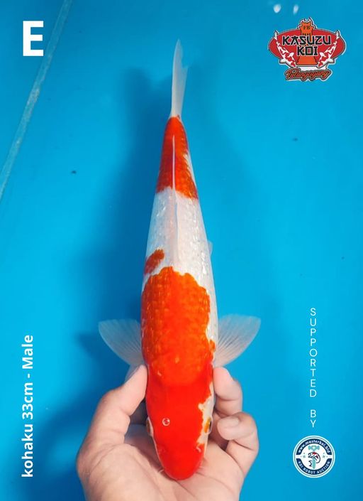 Lelang Koi Online, Jual Beli Ikan Koi, Pusat Jual Beli Koi, Info Lelang Koi Hari Ini, Platform Jual Beli Koi, Jual Beli Ikan Koi Online, Marketplace Ikan Koi, Jual Koi Terbaik, Tempat Beli Koi Berkualitas, Pasar Ikan Koi Online Terpercaya, Penjual Ikan Koi Terpercaya, Beli Koi Hias Online, Ikan Koi untuk Dijual, Koi Kualitas Terbaik, Toko Online Ikan Koi, Koi Hias Untuk Dijual, Jual Beli Ikan Koi Lokal, Koi Indonesia Online, Pusat Jual Beli Koi Terbesar