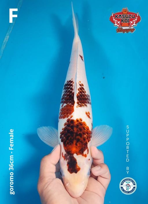 Lelang Koi Online, Jual Beli Ikan Koi, Pusat Jual Beli Koi, Info Lelang Koi Hari Ini, Platform Jual Beli Koi, Jual Beli Ikan Koi Online, Marketplace Ikan Koi, Jual Koi Terbaik, Tempat Beli Koi Berkualitas, Pasar Ikan Koi Online Terpercaya, Penjual Ikan Koi Terpercaya, Beli Koi Hias Online, Ikan Koi untuk Dijual, Koi Kualitas Terbaik, Toko Online Ikan Koi, Koi Hias Untuk Dijual, Jual Beli Ikan Koi Lokal, Koi Indonesia Online, Pusat Jual Beli Koi Terbesar