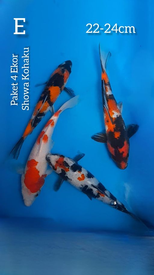 Lelang Koi Online, Jual Beli Ikan Koi, Pusat Jual Beli Koi, Info Lelang Koi Hari Ini, Platform Jual Beli Koi, Jual Beli Ikan Koi Online, Marketplace Ikan Koi, Jual Koi Terbaik, Tempat Beli Koi Berkualitas, Pasar Ikan Koi Online Terpercaya, Penjual Ikan Koi Terpercaya, Beli Koi Hias Online, Ikan Koi untuk Dijual, Koi Kualitas Terbaik, Toko Online Ikan Koi, Koi Hias Untuk Dijual, Jual Beli Ikan Koi Lokal, Koi Indonesia Online, Pusat Jual Beli Koi Terbesar