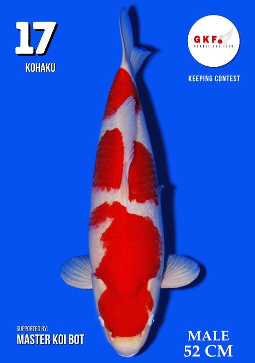 Lelang Koi Online, Jual Beli Ikan Koi, Pusat Jual Beli Koi, Info Lelang Koi Hari Ini, Platform Jual Beli Koi, Jual Beli Ikan Koi Online, Marketplace Ikan Koi, Jual Koi Terbaik, Tempat Beli Koi Berkualitas, Pasar Ikan Koi Online Terpercaya, Penjual Ikan Koi Terpercaya, Beli Koi Hias Online, Ikan Koi untuk Dijual, Koi Kualitas Terbaik, Toko Online Ikan Koi, Koi Hias Untuk Dijual, Jual Beli Ikan Koi Lokal, Koi Indonesia Online, Pusat Jual Beli Koi Terbesar