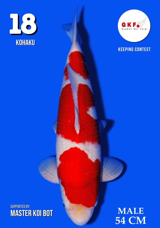 Lelang Koi Online, Jual Beli Ikan Koi, Pusat Jual Beli Koi, Info Lelang Koi Hari Ini, Platform Jual Beli Koi, Jual Beli Ikan Koi Online, Marketplace Ikan Koi, Jual Koi Terbaik, Tempat Beli Koi Berkualitas, Pasar Ikan Koi Online Terpercaya, Penjual Ikan Koi Terpercaya, Beli Koi Hias Online, Ikan Koi untuk Dijual, Koi Kualitas Terbaik, Toko Online Ikan Koi, Koi Hias Untuk Dijual, Jual Beli Ikan Koi Lokal, Koi Indonesia Online, Pusat Jual Beli Koi Terbesar