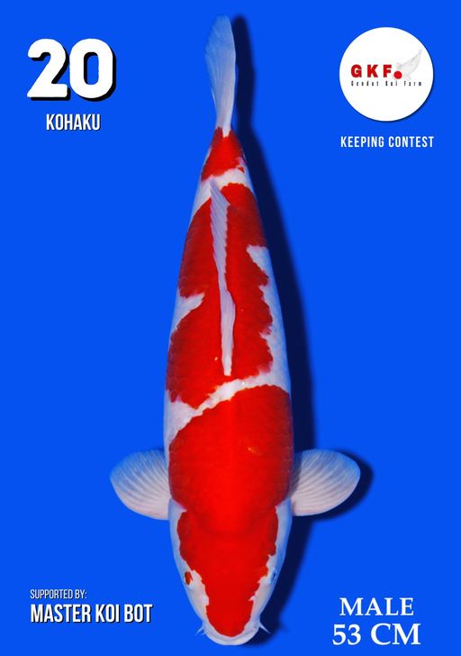 Lelang Koi Online, Jual Beli Ikan Koi, Pusat Jual Beli Koi, Info Lelang Koi Hari Ini, Platform Jual Beli Koi, Jual Beli Ikan Koi Online, Marketplace Ikan Koi, Jual Koi Terbaik, Tempat Beli Koi Berkualitas, Pasar Ikan Koi Online Terpercaya, Penjual Ikan Koi Terpercaya, Beli Koi Hias Online, Ikan Koi untuk Dijual, Koi Kualitas Terbaik, Toko Online Ikan Koi, Koi Hias Untuk Dijual, Jual Beli Ikan Koi Lokal, Koi Indonesia Online, Pusat Jual Beli Koi Terbesar