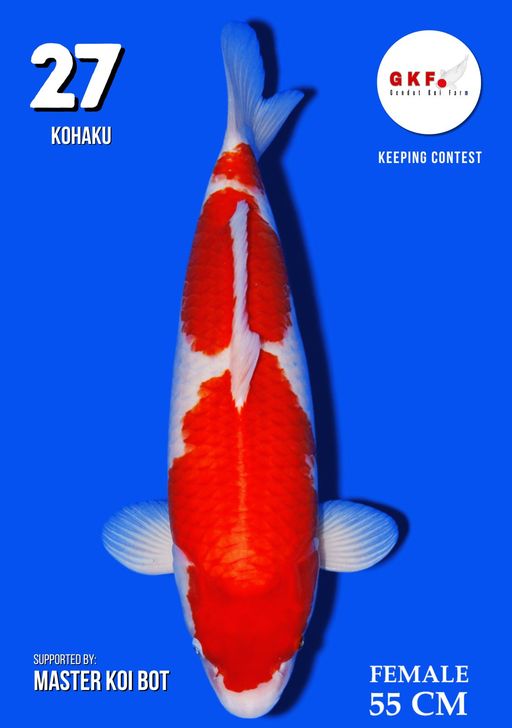 Lelang Koi Online, Jual Beli Ikan Koi, Pusat Jual Beli Koi, Info Lelang Koi Hari Ini, Platform Jual Beli Koi, Jual Beli Ikan Koi Online, Marketplace Ikan Koi, Jual Koi Terbaik, Tempat Beli Koi Berkualitas, Pasar Ikan Koi Online Terpercaya, Penjual Ikan Koi Terpercaya, Beli Koi Hias Online, Ikan Koi untuk Dijual, Koi Kualitas Terbaik, Toko Online Ikan Koi, Koi Hias Untuk Dijual, Jual Beli Ikan Koi Lokal, Koi Indonesia Online, Pusat Jual Beli Koi Terbesar