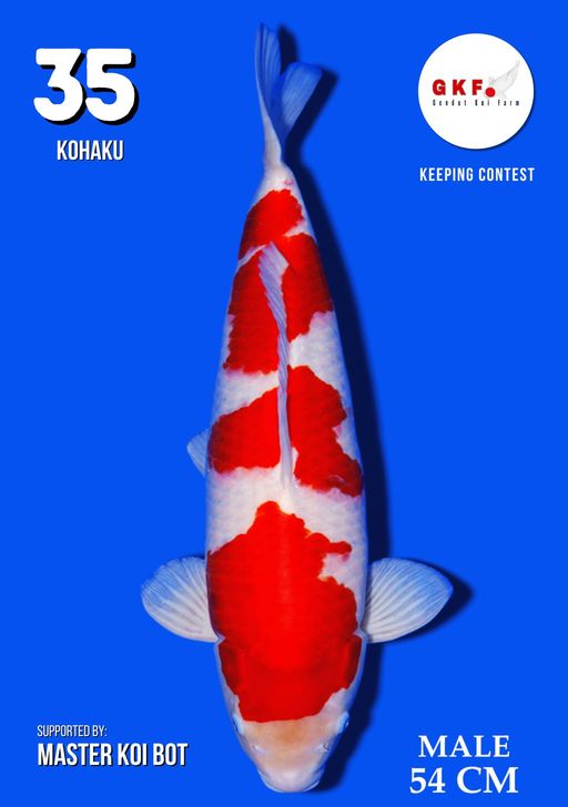 Lelang Koi Online, Jual Beli Ikan Koi, Pusat Jual Beli Koi, Info Lelang Koi Hari Ini, Platform Jual Beli Koi, Jual Beli Ikan Koi Online, Marketplace Ikan Koi, Jual Koi Terbaik, Tempat Beli Koi Berkualitas, Pasar Ikan Koi Online Terpercaya, Penjual Ikan Koi Terpercaya, Beli Koi Hias Online, Ikan Koi untuk Dijual, Koi Kualitas Terbaik, Toko Online Ikan Koi, Koi Hias Untuk Dijual, Jual Beli Ikan Koi Lokal, Koi Indonesia Online, Pusat Jual Beli Koi Terbesar