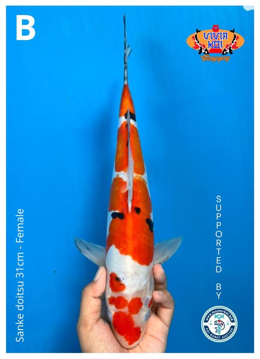 Lelang Koi Online, Jual Beli Ikan Koi, Pusat Jual Beli Koi, Info Lelang Koi Hari Ini, Platform Jual Beli Koi, Jual Beli Ikan Koi Online, Marketplace Ikan Koi, Jual Koi Terbaik, Tempat Beli Koi Berkualitas, Pasar Ikan Koi Online Terpercaya, Penjual Ikan Koi Terpercaya, Beli Koi Hias Online, Ikan Koi untuk Dijual, Koi Kualitas Terbaik, Toko Online Ikan Koi, Koi Hias Untuk Dijual, Jual Beli Ikan Koi Lokal, Koi Indonesia Online, Pusat Jual Beli Koi Terbesar