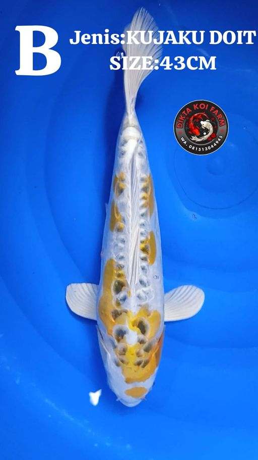 Lelang Koi Online, Jual Beli Ikan Koi, Pusat Jual Beli Koi, Info Lelang Koi Hari Ini, Platform Jual Beli Koi, Jual Beli Ikan Koi Online, Marketplace Ikan Koi, Jual Koi Terbaik, Tempat Beli Koi Berkualitas, Pasar Ikan Koi Online Terpercaya, Penjual Ikan Koi Terpercaya, Beli Koi Hias Online, Ikan Koi untuk Dijual, Koi Kualitas Terbaik, Toko Online Ikan Koi, Koi Hias Untuk Dijual, Jual Beli Ikan Koi Lokal, Koi Indonesia Online, Pusat Jual Beli Koi Terbesar