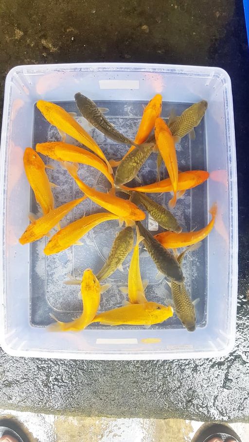 Lelang Koi Online, Jual Beli Ikan Koi, Pusat Jual Beli Koi, Info Lelang Koi Hari Ini, Platform Jual Beli Koi, Jual Beli Ikan Koi Online, Marketplace Ikan Koi, Jual Koi Terbaik, Tempat Beli Koi Berkualitas, Pasar Ikan Koi Online Terpercaya, Penjual Ikan Koi Terpercaya, Beli Koi Hias Online, Ikan Koi untuk Dijual, Koi Kualitas Terbaik, Toko Online Ikan Koi, Koi Hias Untuk Dijual, Jual Beli Ikan Koi Lokal, Koi Indonesia Online, Pusat Jual Beli Koi Terbesar