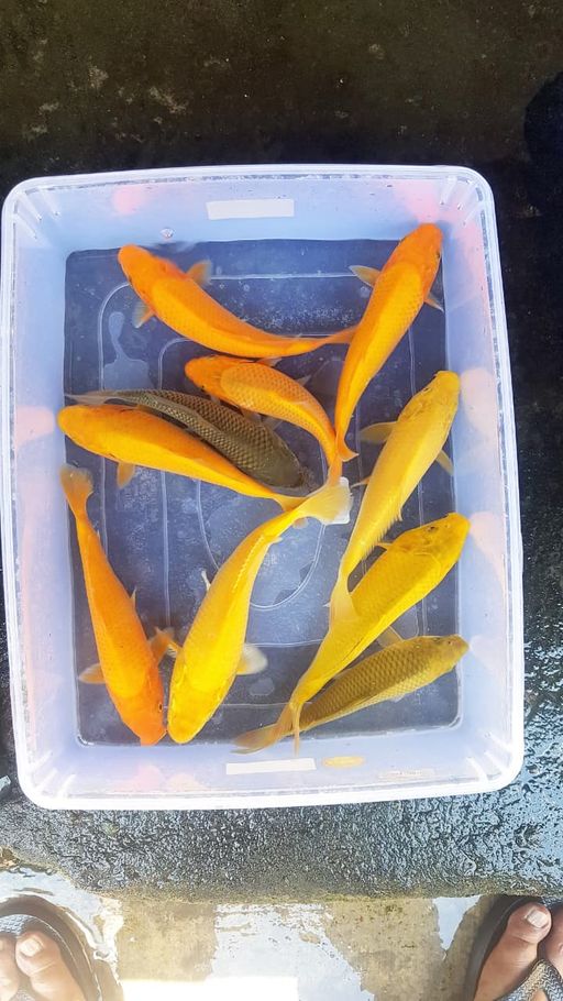 Lelang Koi Online, Jual Beli Ikan Koi, Pusat Jual Beli Koi, Info Lelang Koi Hari Ini, Platform Jual Beli Koi, Jual Beli Ikan Koi Online, Marketplace Ikan Koi, Jual Koi Terbaik, Tempat Beli Koi Berkualitas, Pasar Ikan Koi Online Terpercaya, Penjual Ikan Koi Terpercaya, Beli Koi Hias Online, Ikan Koi untuk Dijual, Koi Kualitas Terbaik, Toko Online Ikan Koi, Koi Hias Untuk Dijual, Jual Beli Ikan Koi Lokal, Koi Indonesia Online, Pusat Jual Beli Koi Terbesar