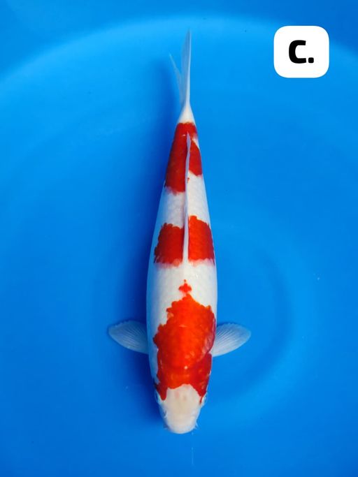 Lelang Koi Online, Jual Beli Ikan Koi, Pusat Jual Beli Koi, Info Lelang Koi Hari Ini, Platform Jual Beli Koi, Jual Beli Ikan Koi Online, Marketplace Ikan Koi, Jual Koi Terbaik, Tempat Beli Koi Berkualitas, Pasar Ikan Koi Online Terpercaya, Penjual Ikan Koi Terpercaya, Beli Koi Hias Online, Ikan Koi untuk Dijual, Koi Kualitas Terbaik, Toko Online Ikan Koi, Koi Hias Untuk Dijual, Jual Beli Ikan Koi Lokal, Koi Indonesia Online, Pusat Jual Beli Koi Terbesar